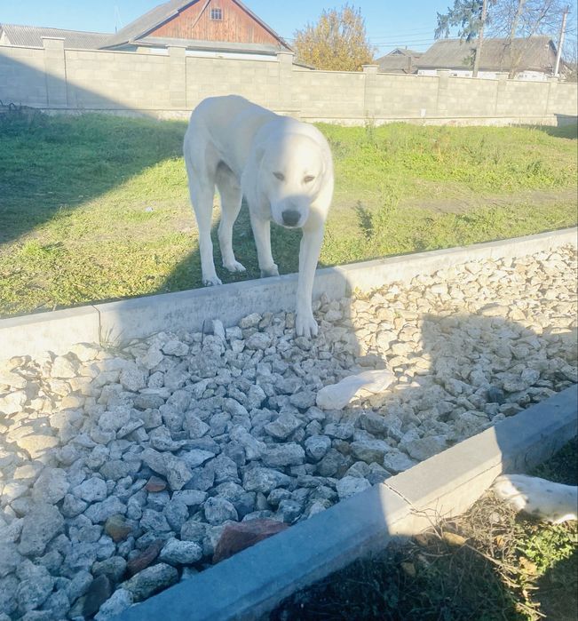 Алабай середньоазіатська вівчарка