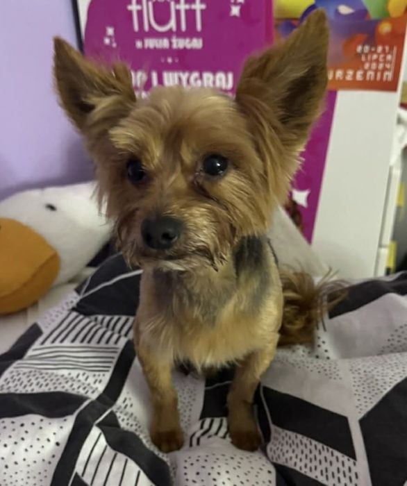 Szczeniak york piesek