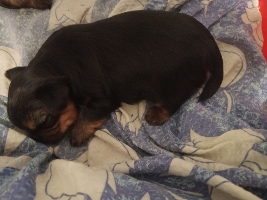 Szczeniak Yorkshire terrier