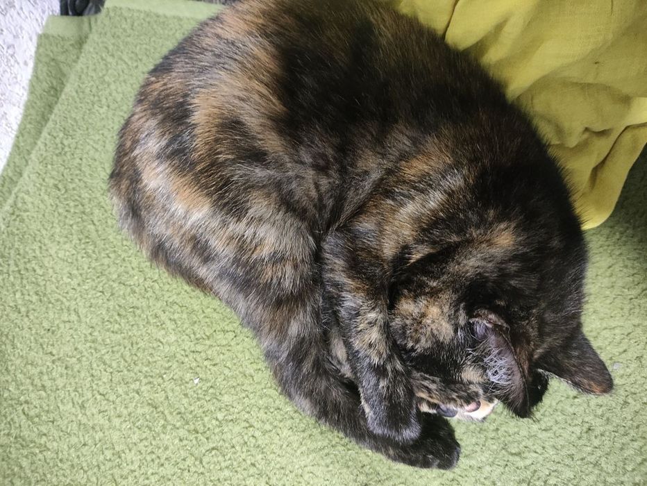 Кошеня, дівчинка