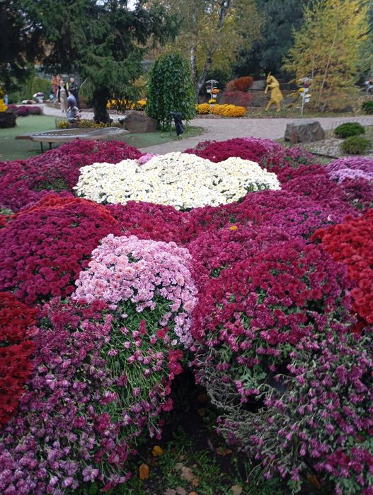 Продам хризантеми