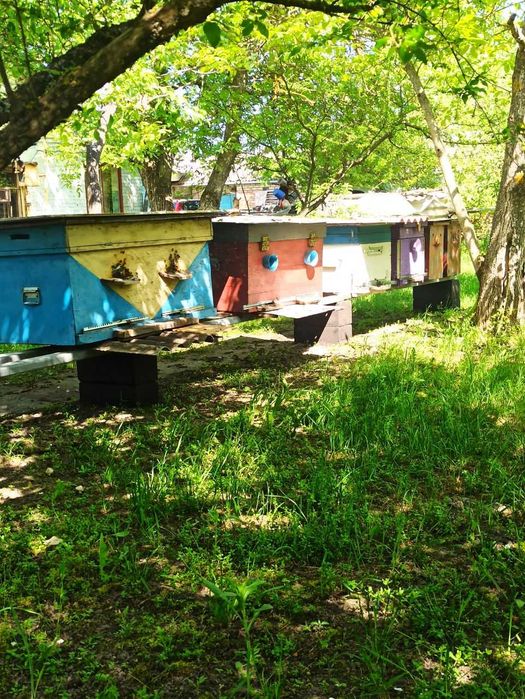 Продаю отводки, бджолопакети, рамки, сiм'ї з вуликами, матки