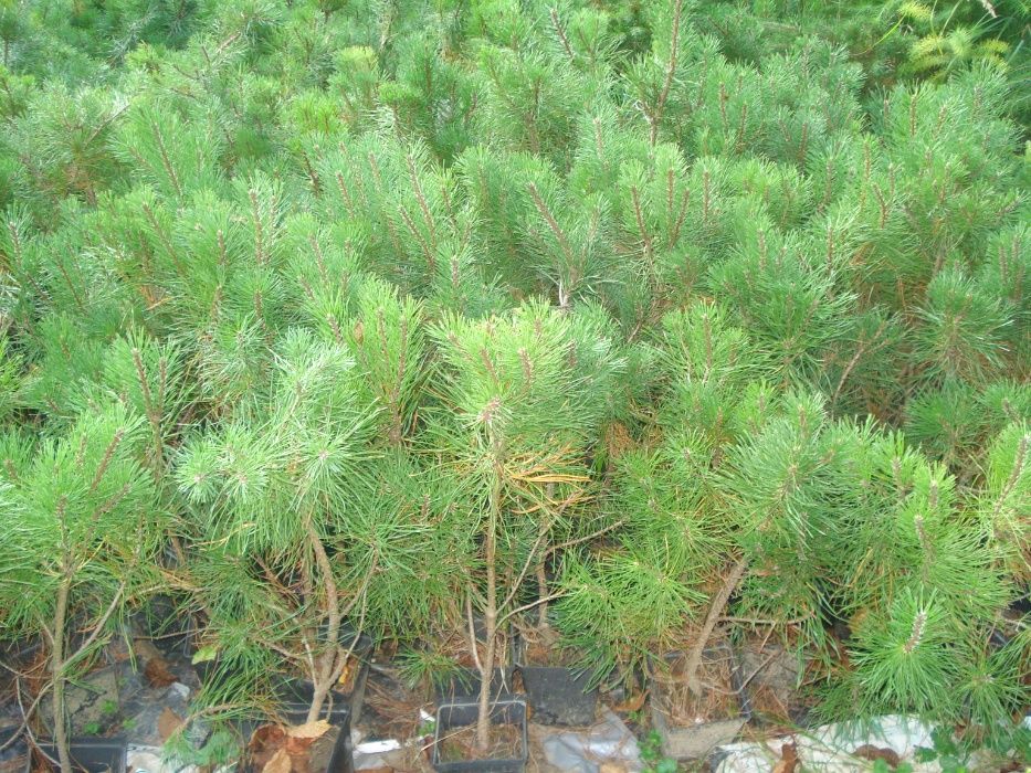 Sadzonki sosen w doniczkach 60- 90 cm