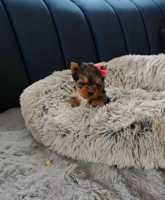 York shire terier śliczna suczka miniaturka xxs York Terrier merle