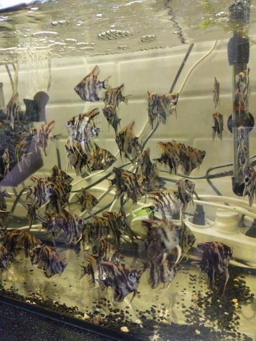 Продаю рыбок Скалярии