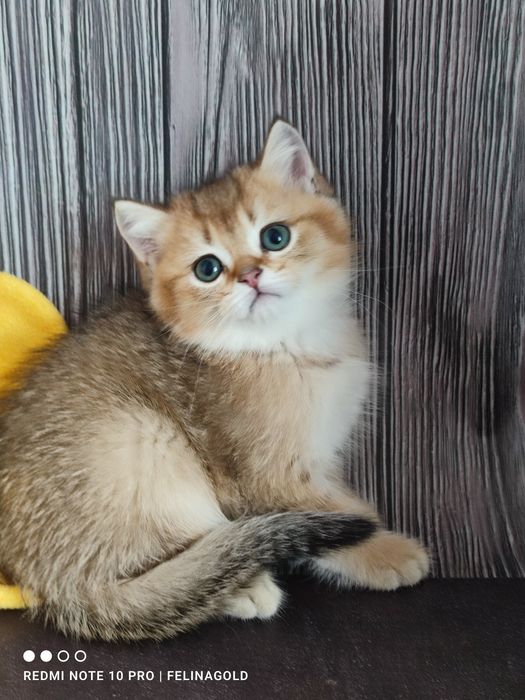 Британський хлопчик золота шиншила