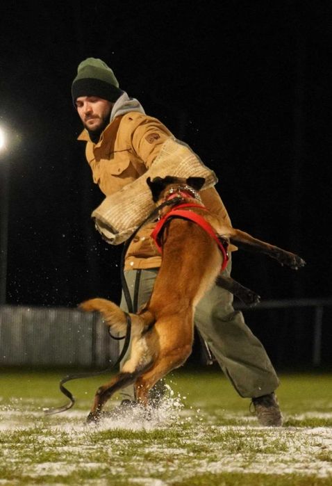 Owczarek Belgijski Malinois FCI