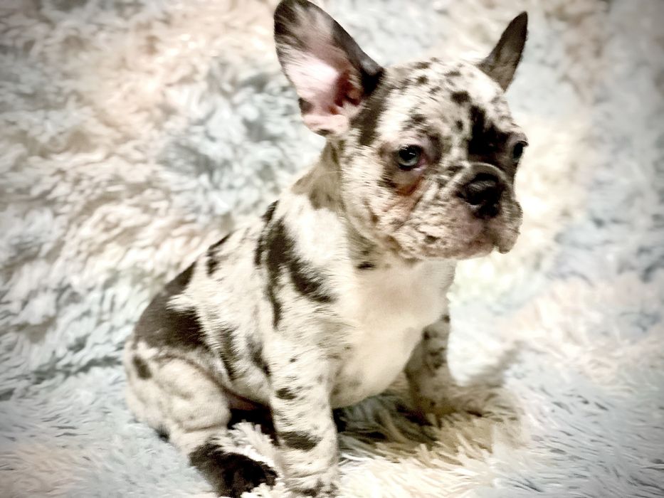 Цуценята французького бульдога – лілові та блакитні мерлі, чорні