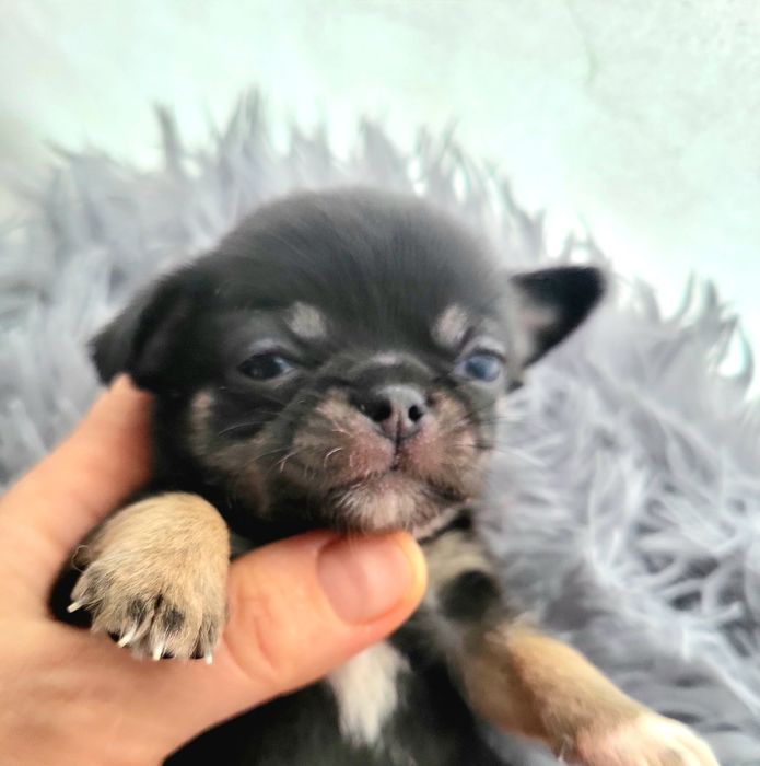 Міні хлопчик чіхуахув