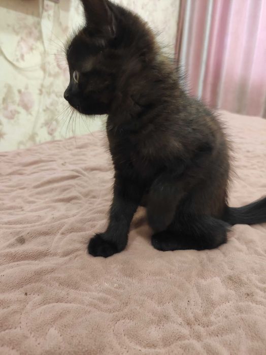 Кошенята безкоштовно Розумівка