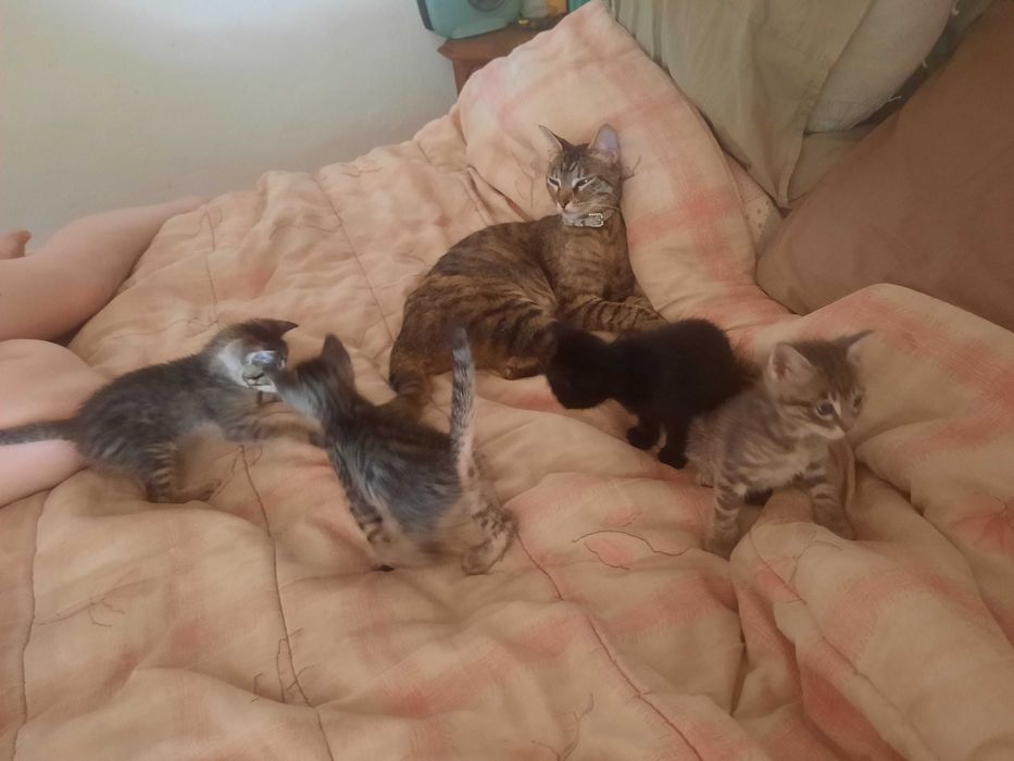 Gatos para adopção