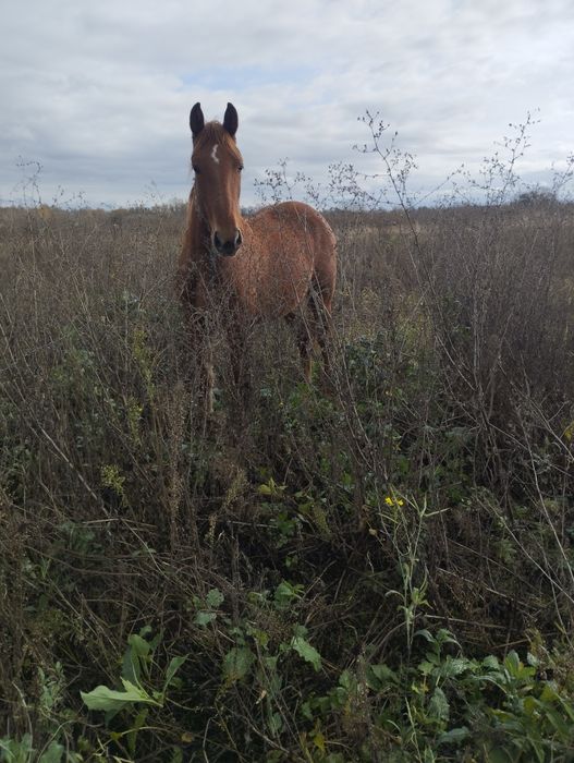 Продам  кобылку.