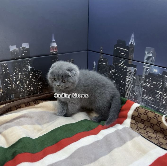 Кошенята живуть у нашому ДНК