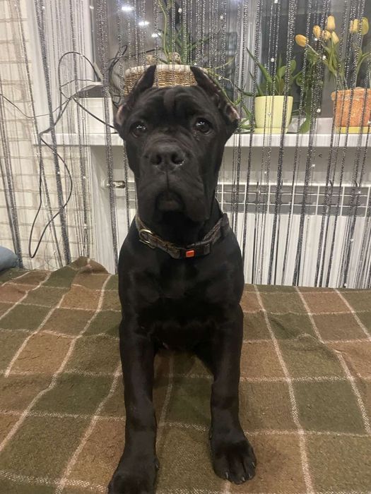 Пропонуємо дівчаток Кане Корсо