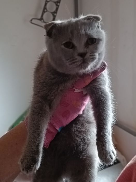 Шотландская порода. Кошечка, подросток - 8 месяцев.