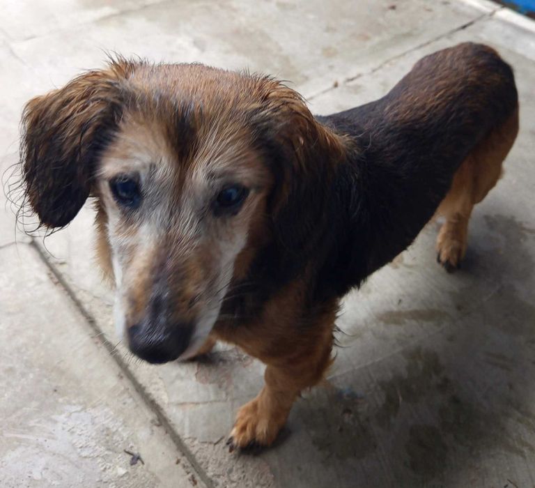Daisy - pies z Miejskiego Schroniska dla Zwierząt w Tychach. Adopcja. Szuka domu