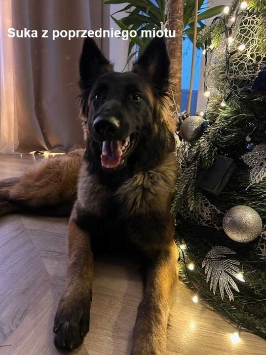 Owczarek Belgijski Tervueren ZKwP (FCI) - szczeniak