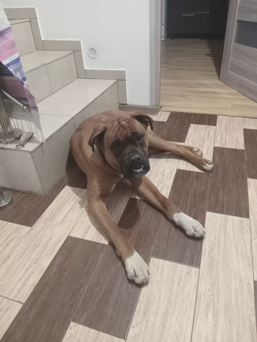 Боксер для вязки.