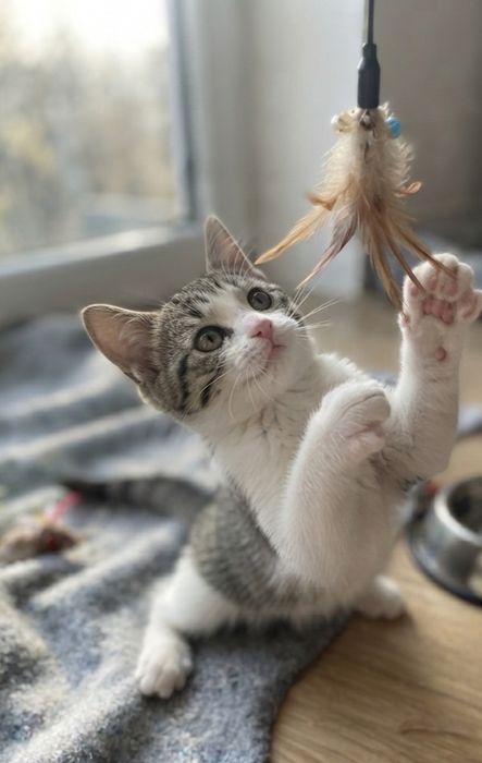 Кошенята тигрові, хлопчики в люблячі руки (кіт, котик, котеня)