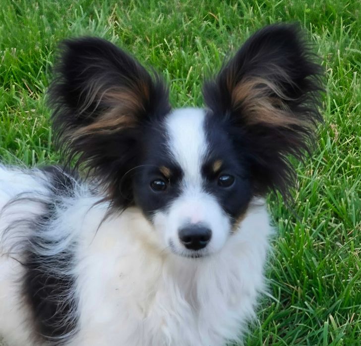 Papillon piesek tricolor ZKwP/FCI