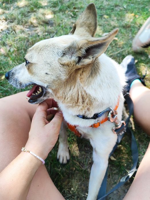 Olaf- mały zwinny psiak do adopcji
