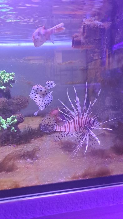 Pterois volitans black Skrzydlica