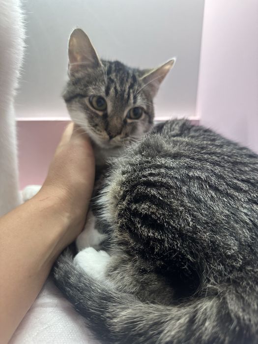 Котенок бело-серый таби 4,5 мес