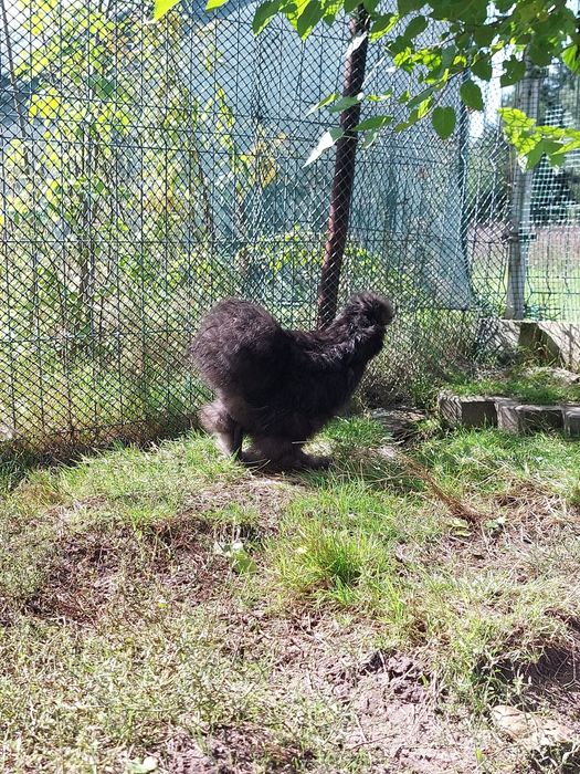 Kogut silka sprzedam