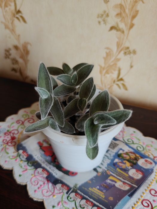 Традеска́нция силламонта́на