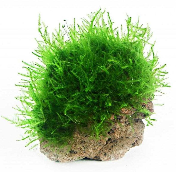 Musgo de Java - Plantas Aquáticas