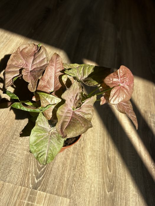 епіпремніум маранта монстера сингоніум кімнатні рослини