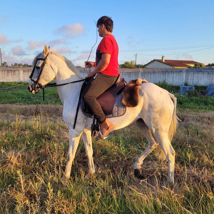 Égua  montada  e engatada