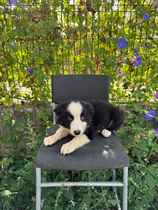 Menino Border Collie Preto Lindo