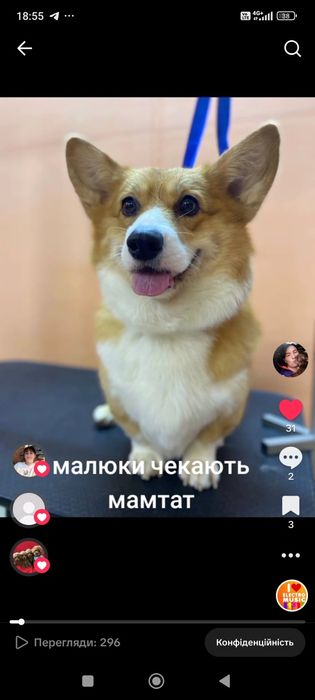 Вельш коргі малюки