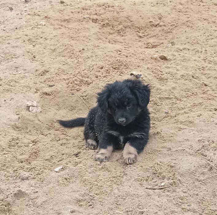 щенята безкоштовно