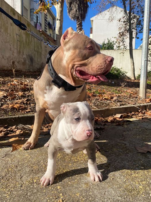 American Bully XL ( exotico )