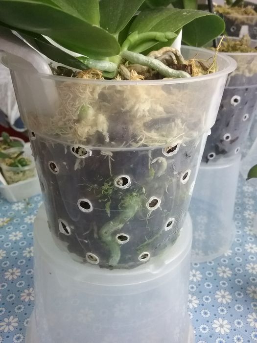 Орхидея Миту Рефлекс Кинг Флава # 1 з цветоносом