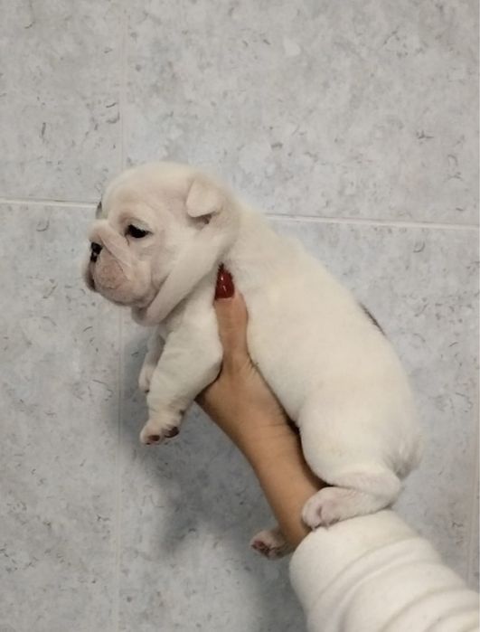 Bulldog Ingles Macho  c/Lop