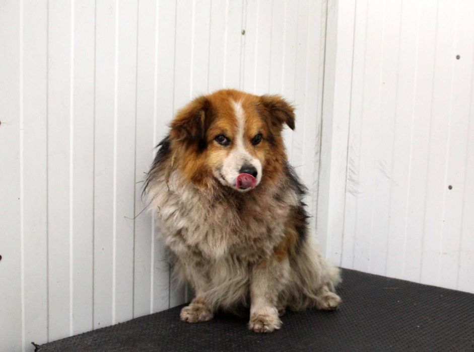 SZEREG do adopcji – Schronisko Jasionka