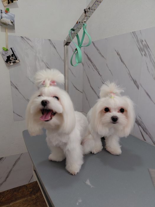 Грумінг    луцьк