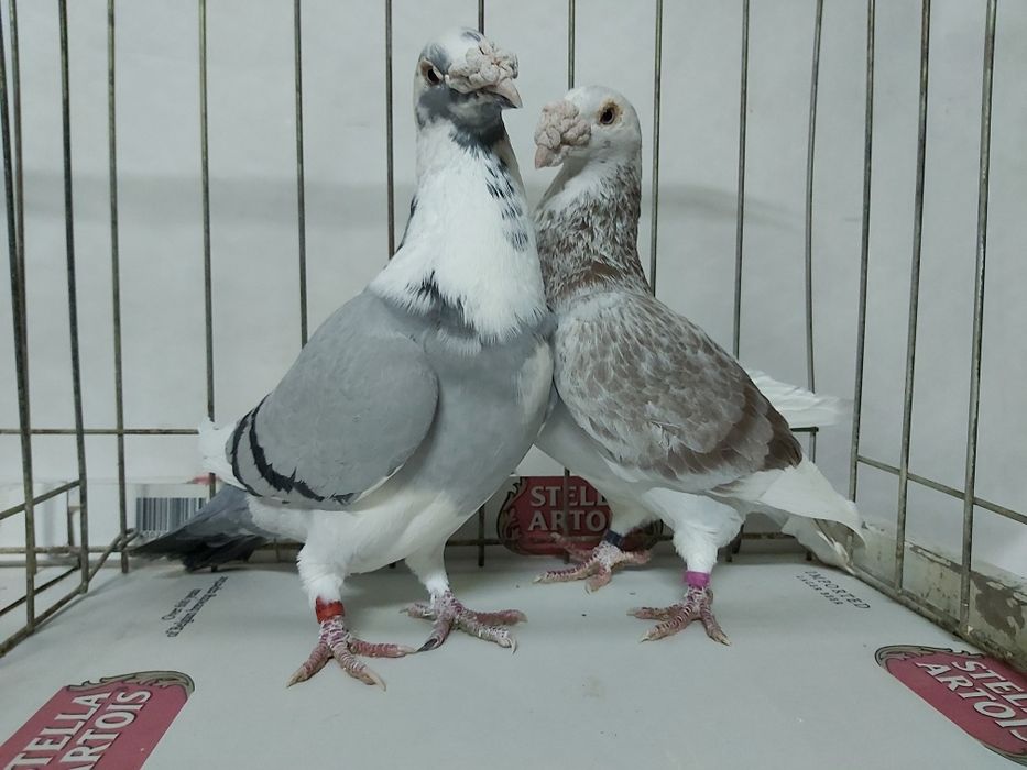 Gołębie Staropolskie