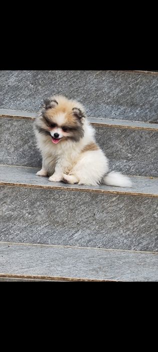 Szpic miniaturowy(Pomeranian)