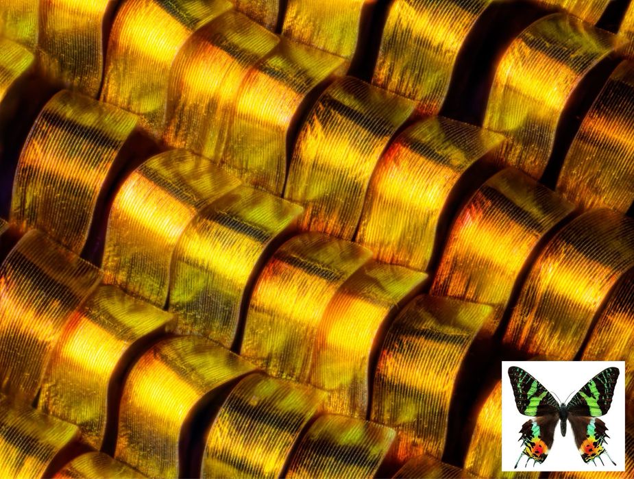 Obiektyw mikroskopowy Olympus LC Plan APO  20x NA 0.40