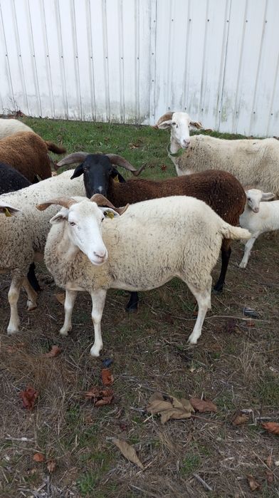 Ovelhas lacaune e bordaleiras