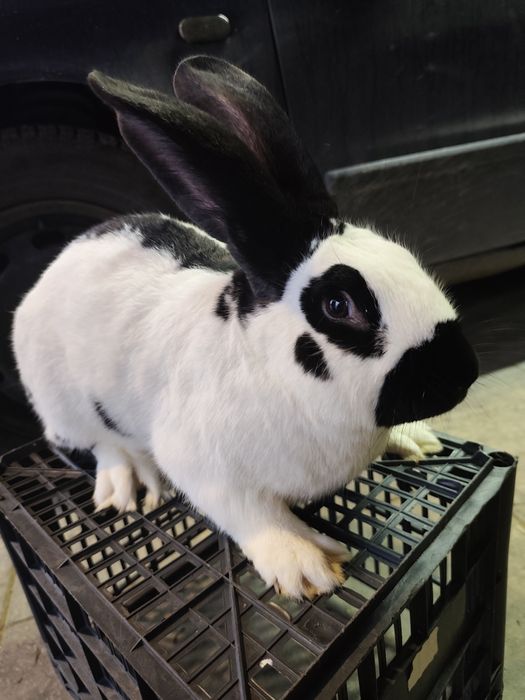 Samiec Srokacz Niemiecki