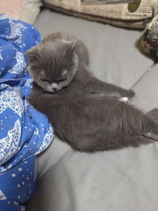 Віддам в хороші руки кішечку британської породи