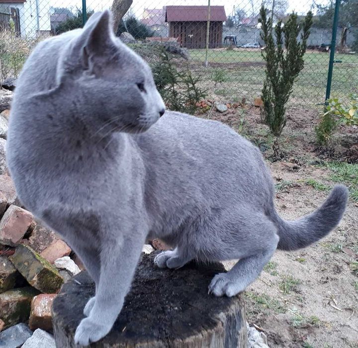 Kocurek rosyjski niebieski. Rodowód  FPL/FIFe