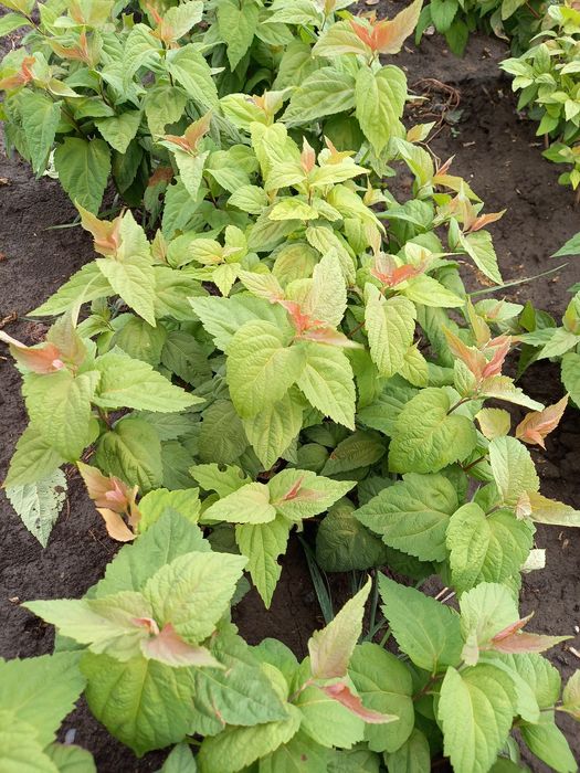 Спірея японська Літел Прінцес