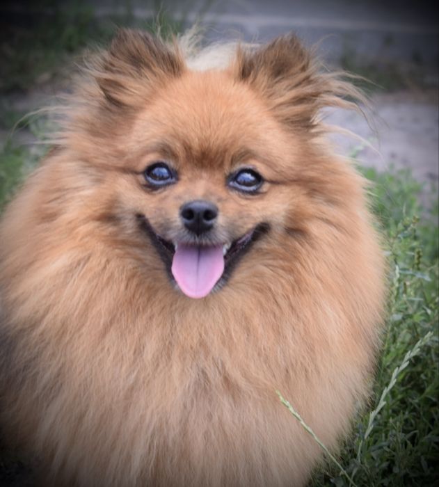 Малый шпиц взрослая девочка