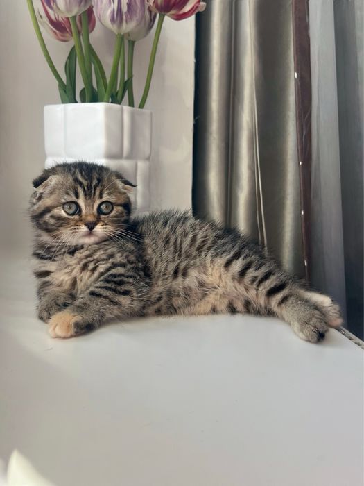 Шотладська дівчинка, котинята, котики